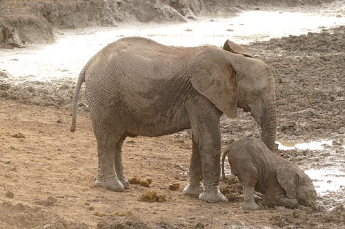 アフリカゾウとインドゾウの大きさや違いについて 絶滅危惧種リスト