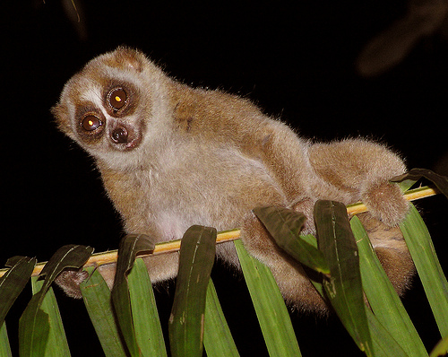 毒を持っている スローロリスの生態について 絶滅危惧種リスト