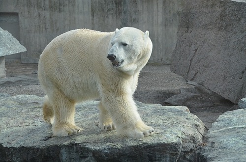 ホッキョクグマのオスとメスの違いってどこ 絶滅危惧種リスト