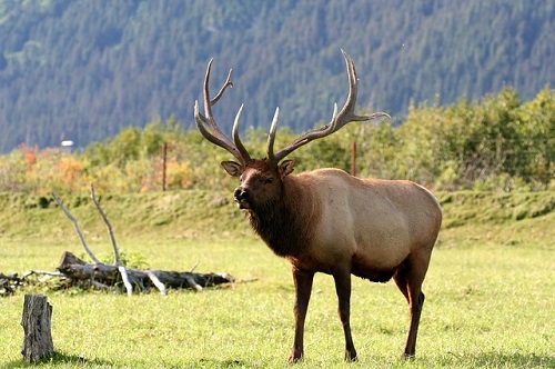 トナカイと鹿の大きさや違いについて 絶滅危惧種リスト