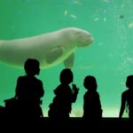 ジュゴンが見られる水族館は４ヶ所！日本で見られるのは何処！？