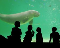 ジュゴン 水族館 世界 日本