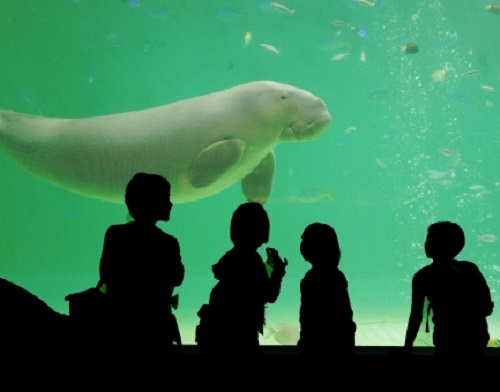 ジュゴン 水族館 世界 日本