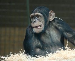 チンパンジー 名前 由来 学名 英語