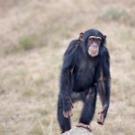 野生のチンパンジーって日本に生息しているの！？