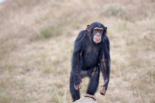 チンパンジー 野生 日本