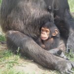 チンパンジーの赤ちゃんの大きさや体重、特徴について