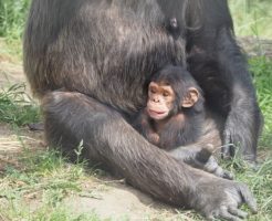 チンパンジー 赤ちゃん 大きさ 体重