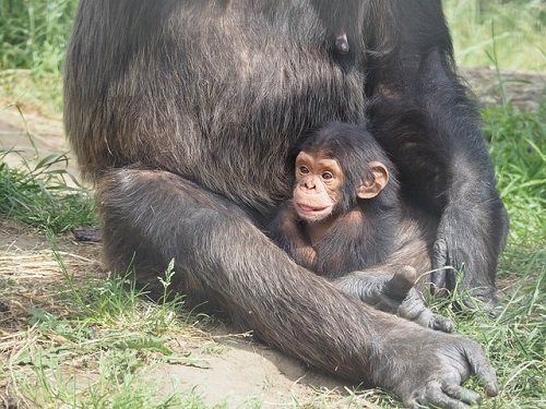 チンパンジー 赤ちゃん 大きさ 体重