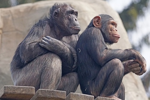 チンパンジー 年齢 人間 大人 何歳
