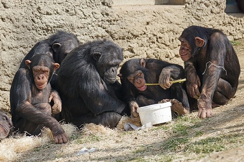 共食い チンパンジー