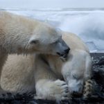 ホッキョクグマはなぜ北極に生息してるの？南極にいないのはなぜ？