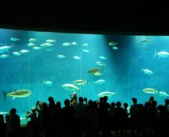 クロマグロ 展示 水族館
