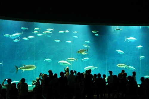 クロマグロ 展示 水族館