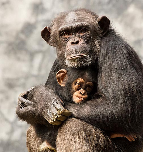 チンパンジー 出産 どこから 年齢
