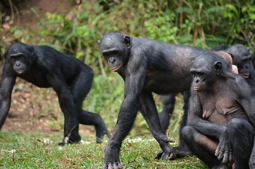 ボノボ 猿 食べる