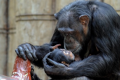 野生 チンパンジー 共食い なぜ