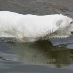 ホッキョクグマの海氷での餌の狩り方について