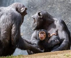 チンパンジー 日本 動物園