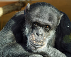 チンパンジー 脳 大きさ 重さ