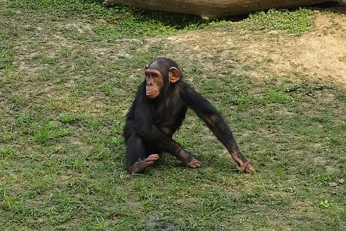 チンパンジー 手 足 特徴