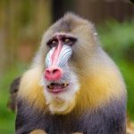 キンシコウの生息地や分布について 絶滅危惧種リスト