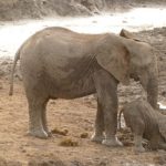 アフリカゾウとインドゾウの大きさや違いについて