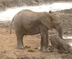 アフリカ象 インド象 違い 大きさ