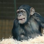 チンパンジーの名前の由来や学名、英語について
