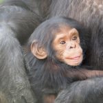 チンパンジーとボノボやゴリラの交配って可能なの！？