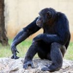 チンパンジーとオランウータンの違いや知能について