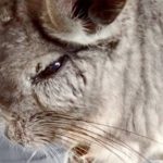 チンチラの歯の病気 前歯が伸びるのは危険 絶滅危惧種リスト