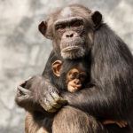チンパンジーの出産はどこからどのようにして行うの！？