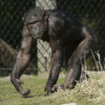 チンパンジーのオスメスの違いについて