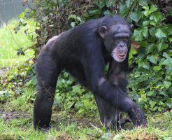 チンパンジー ゴリラ 違い 強さ 性格