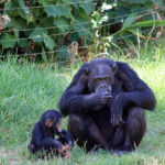 チンパンジーのおしりはなぜ発情期になると出てるの！？