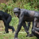 ボノボは他の猿を食べる！？どうして！？