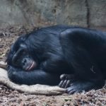 類人猿ボノボの寿命ってどれくらい！？