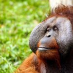 類人猿オランウータンの大きさや特徴について