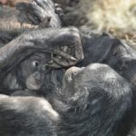 チンパンジーとボノボの違いについて。知能はどれくらい！？