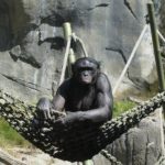 野生のチンパンジーの平均寿命ってどれくらい！？