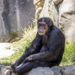 チンパンジーと人間のDNAって近いの？