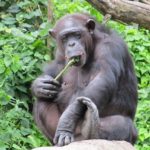 チンパンジーと人間の筋肉の違いは何！？
