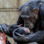 野生のチンパンジーが共食いするのは一体なぜ！？
