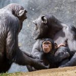 日本でチンパンジーに会えるおすすめの動物園は！？