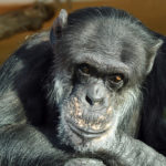チンパンジーの脳の大きさや重さについて