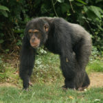 チンパンジーの子育てはオスメスどっちがするの！？