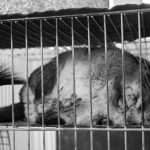 チンチラが鼻をこする原因は 鼻がハゲた時はどうする 絶滅危惧種リスト