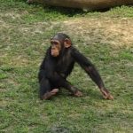 チンパンジーの手と足の特徴について