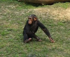 チンパンジー 手 足 特徴